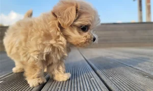Small Dog Breeds Get Skin Irritation