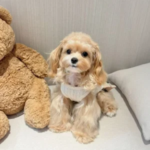 ralph lauren dog dress white on dog