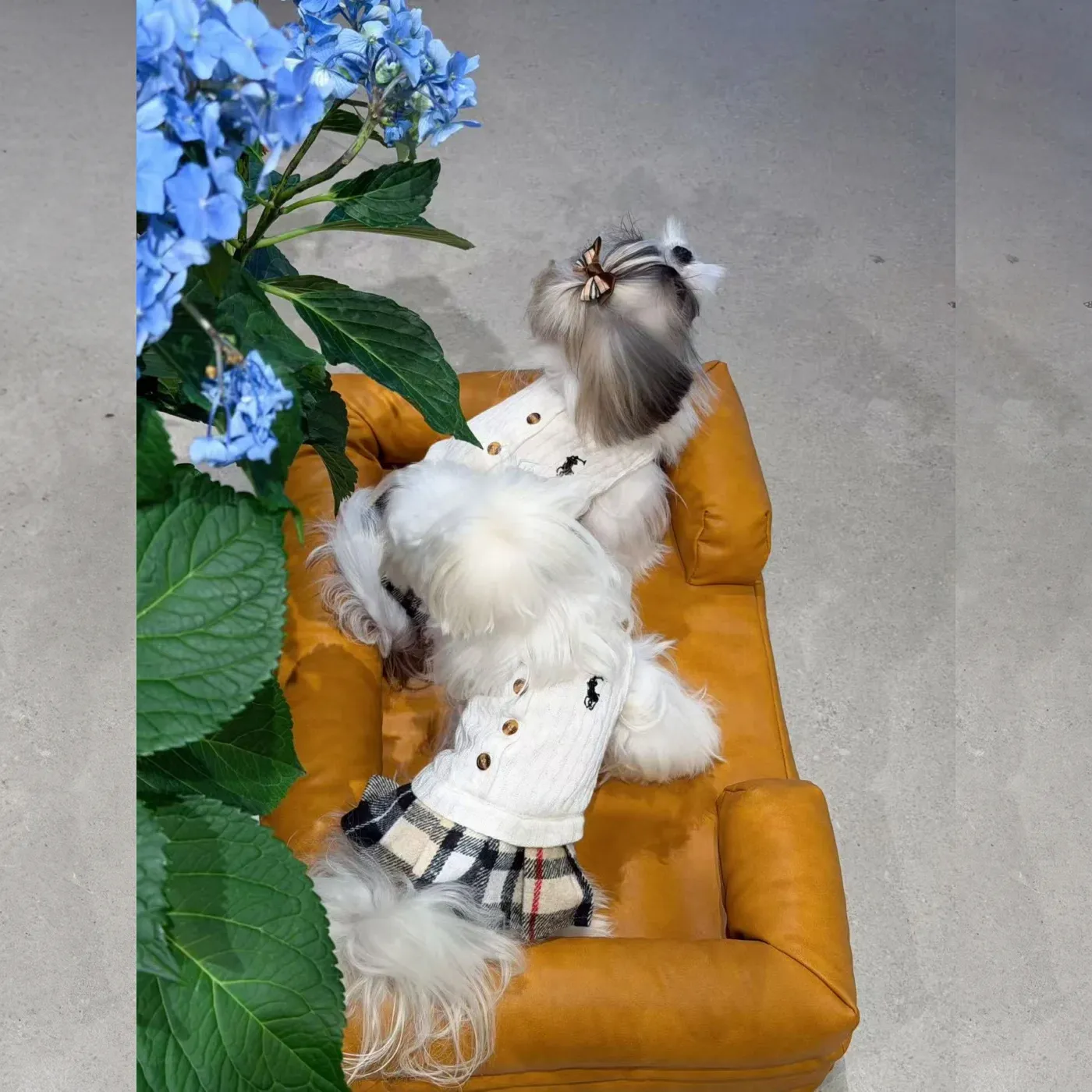 ralph lauren dog dress pleated skirt white