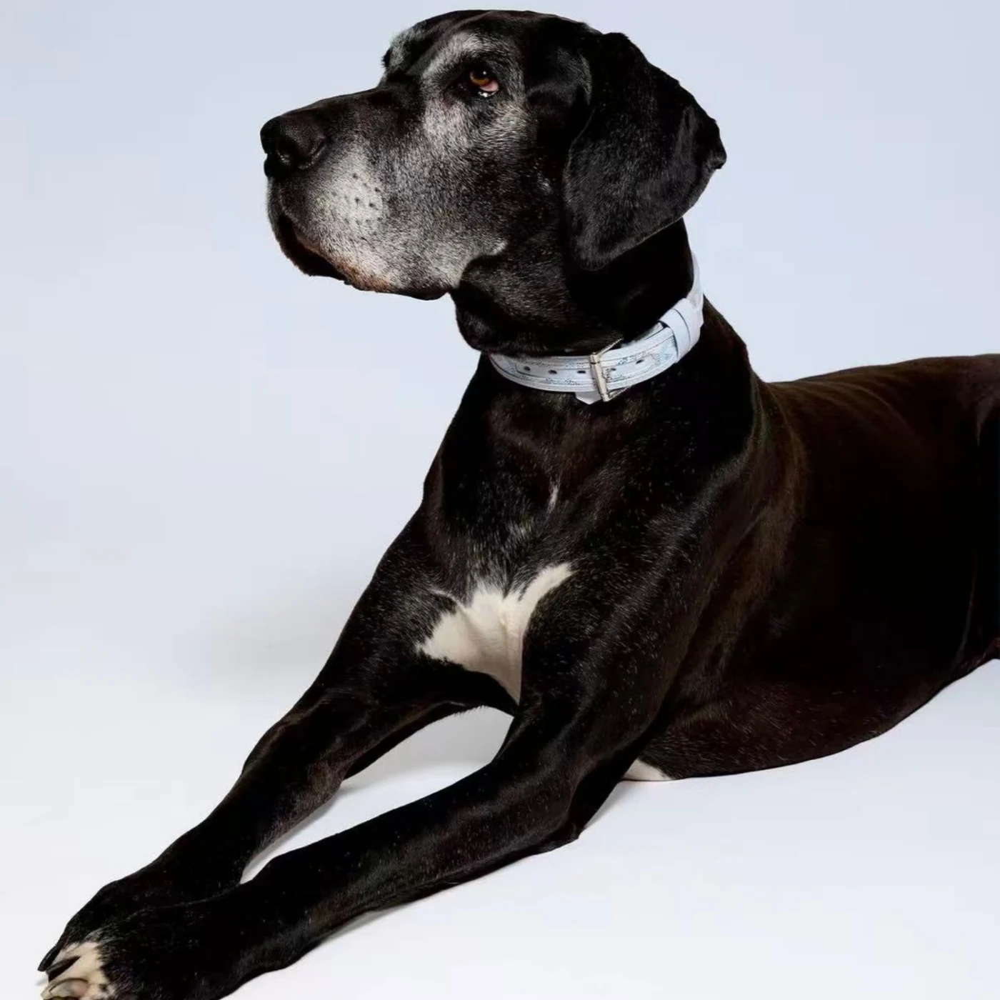 goyard dog collar and leash light blue on dog