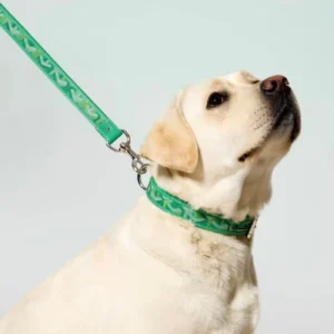 goyard dog collar and leash green on dog
