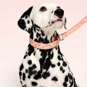 goyard dog collar and leash peach on dog