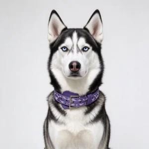 goyard dog collar and leash violet on dog