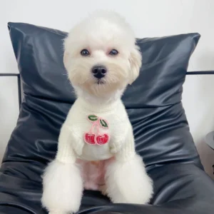 cream white miu miu cherry dog sweater worn