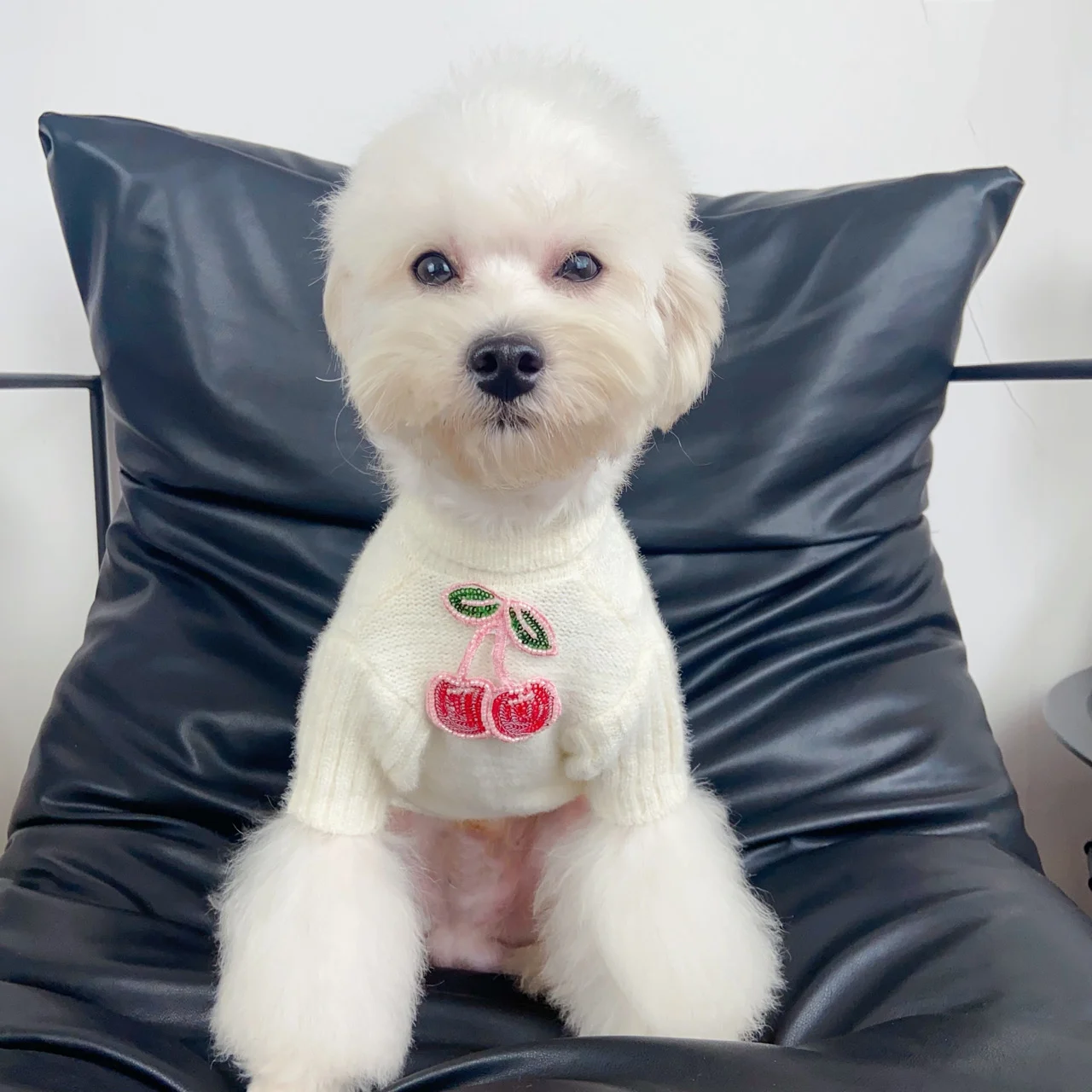 cream white miu miu cherry dog sweater worn