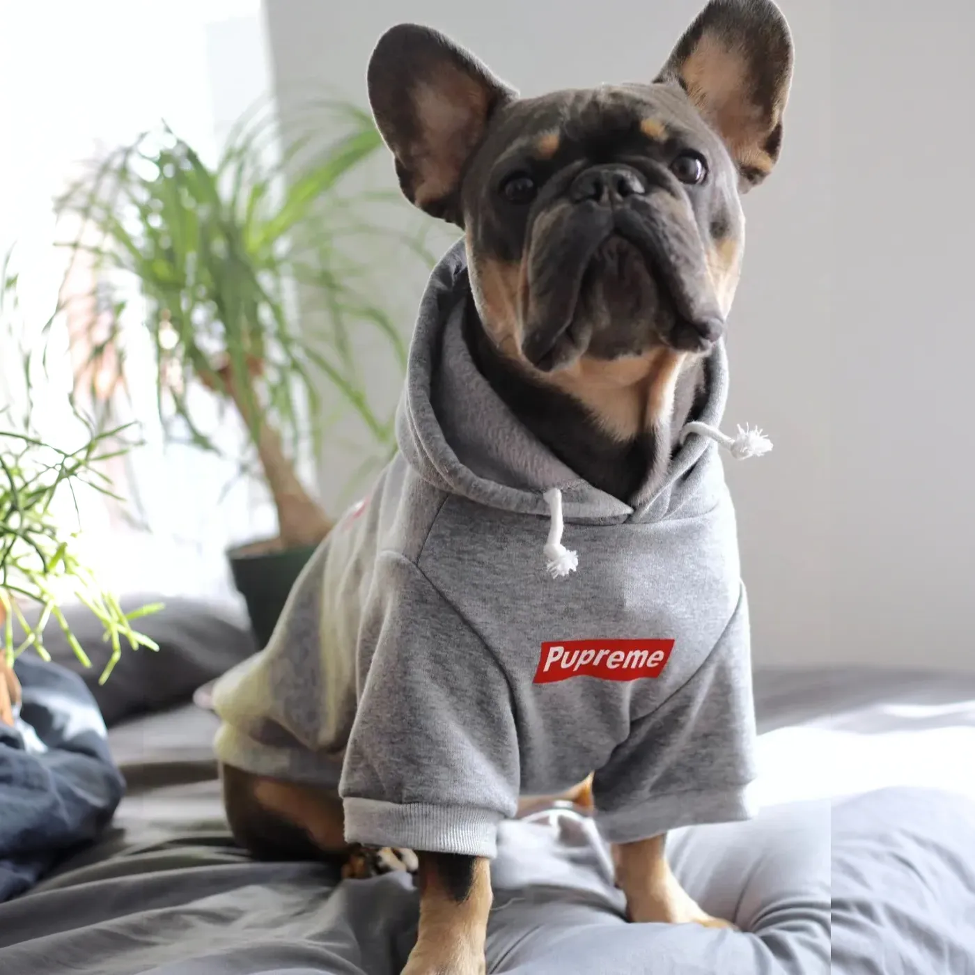 supreme dog hoodie gray front view