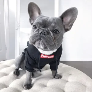 supreme dog hoodie black box logo