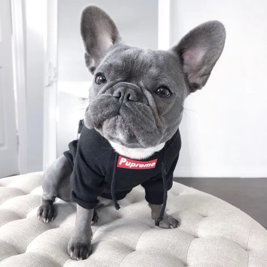 supreme dog hoodie black box logo