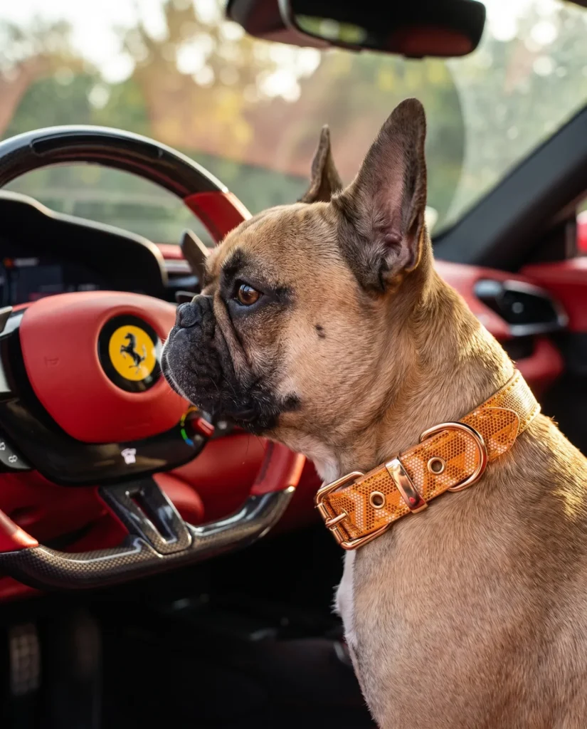 French Bulldog in an orange Dogyard designer dog collar